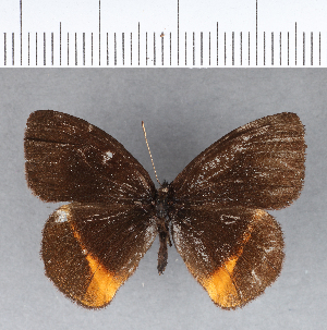  (Manerebia sp. CF10 - CFCD00223)  @13 [ ] Copyright (2018) Center For Collection-Based Research Center For Collection-Based Research