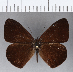  (Lymanopoda albocincta neonominalia - CFCD00235)  @11 [ ] Copyright (2018) Center For Collection-Based Research Center For Collection-Based Research