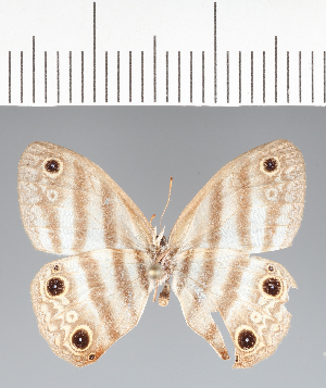  (Euptychia sp. CF01 - CFCD02374)  @11 [ ] copyright (2022) Center For Collection-Based Research Center For Collection-Based Research