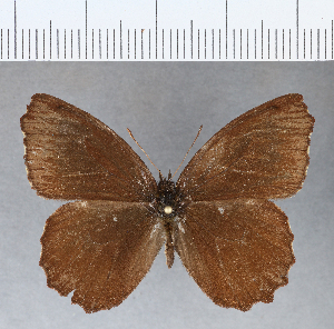  (Panyapedaliodes - CFCD00239)  @14 [ ] Copyright (2018) Center For Collection-Based Research Center For Collection-Based Research