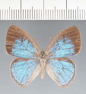  (Caeruleuptychia sp. CF03 - CFCD02490)  @11 [ ] copyright (2022) Center For Collection-Based Research Center For Collection-Based Research