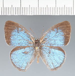  (Caeruleuptychia sp. CF03 - CFCD02491)  @11 [ ] copyright (2022) Center For Collection-Based Research Center For Collection-Based Research