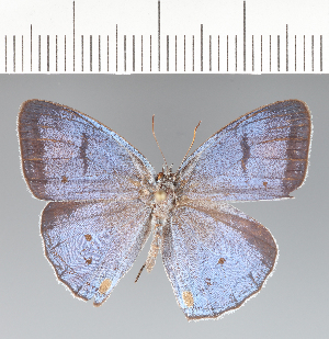  (Caeruleuptychia sp. CF04 - CFCD02493)  @11 [ ] copyright (2022) Center For Collection-Based Research Center For Collection-Based Research