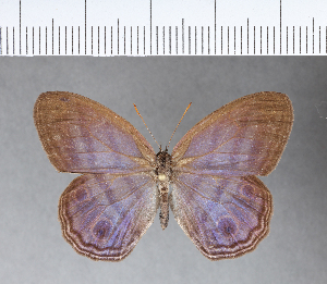  ( - CFCD00025)  @11 [ ] Copyright (2018) Center For Collection-Based Research Center For Collection-Based Research