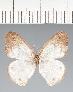  (Euptychia sp. CF02 - CFCD02514)  @11 [ ] copyright (2022) Center For Collection-Based Research Center For Collection-Based Research