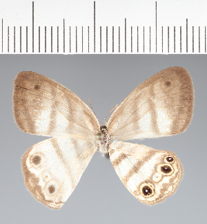  (Euptychia sp. CF04 - CFCD02520)  @11 [ ] copyright (2022) Center For Collection-Based Research Center For Collection-Based Research