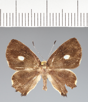  (Anteros sp. CF09 - CFCD02606)  @11 [ ] copyright (2022) Center For Collection-Based Research Center For Collection-Based Research