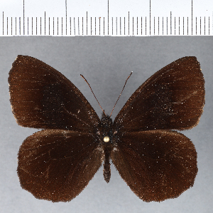  (Pedaliodes sp. CF01 - CFCD00263)  @11 [ ] Copyright (2018) Center For Collection-Based Research Center For Collection-Based Research