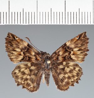  (Hesperiidae_gen sp. CF713 - CFCD02669)  @11 [ ] copyright (2023) Center For Collection-Based Research Center For Collection-Based Research