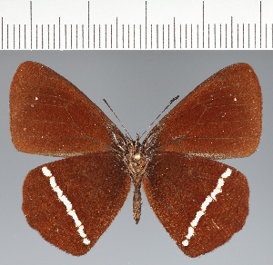  (Manerebia sp. CF18 - CFCD02671)  @11 [ ] copyright (2023) Center For Collection-Based Research Center For Collection-Based Research