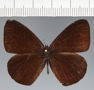  (Manerebia sp. CF19 - CFCD02673)  @11 [ ] copyright (2023) Center For Collection-Based Research Center For Collection-Based Research