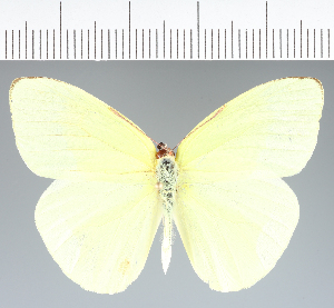  (Pieridae_gen sp. CF245 - CFCD02683)  @11 [ ] copyright (2023) Center For Collection-Based Research Center For Collection-Based Research