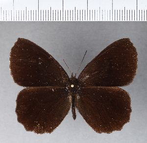  (Pedaliodes misericordiosa - CFCD00284)  @11 [ ] Copyright (2018) Center For Collection-Based Research Center For Collection-Based Research