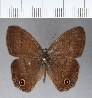  (Malaveria maepius maepius - CFCD00340)  @11 [ ] Copyright (2018) Center For Collection-Based Research Center For Collection-Based Research