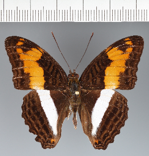  (Adelpha fabricia - CFCD03781)  @11 [ ] copyright (2023) Center For Collection-Based Research Center For Collection-Based Research