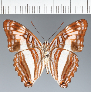  (Adelpha capucinus - CFCD03785)  @11 [ ] copyright (2023) Center For Collection-Based Research Center For Collection-Based Research