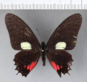  (Eurytides xynias - CFCD00486)  @11 [ ] Copyright (2018) Center For Collection-Based Research Center For Collection-Based Research