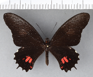  (Papilio isidorus - CFCD00511)  @11 [ ] Copyright (2018) Center For Collection-Based Research Center For Collection-Based Research