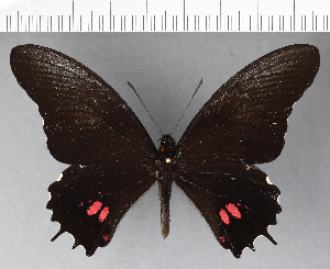  (Papilio isidorus - CFCD00512)  @11 [ ] Copyright (2018) Center For Collection-Based Research Center For Collection-Based Research