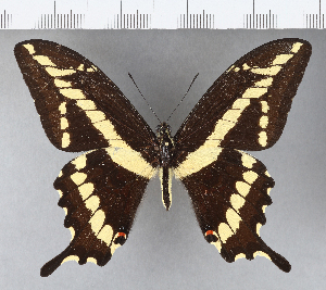  (Papilio paeon - CFCD00514)  @11 [ ] Copyright (2018) Center For Collection-Based Research Center For Collection-Based Research