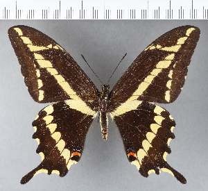  (Papilio paeon - CFCD00515)  @11 [ ] Copyright (2018) Center For Collection-Based Research Center For Collection-Based Research