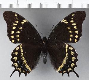  (Papilio warscewiczii - CFCD00517)  @11 [ ] Copyright (2018) Center For Collection-Based Research Center For Collection-Based Research