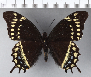  (Papilio warscewiczii - CFCD00518)  @11 [ ] Copyright (2018) Center For Collection-Based Research Center For Collection-Based Research