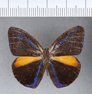  (Magneuptychia tricolor fulgora - CFCD00063)  @11 [ ] Copyright (2018) Center For Collection-Based Research Center For Collection-Based Research