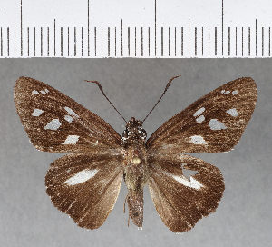  (Carystus periphas - CFCD00658)  @11 [ ] Copyright (2018) Center For Collection-Based Research Center For Collection-Based Research