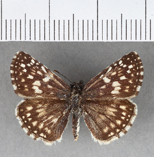  ( - CFCD00733)  @11 [ ] Copyright (2018) Center For Collection-Based Research Center For Collection-Based Research