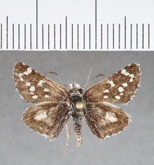  (Chirgus limbata - CFCD00735)  @11 [ ] Copyright (2018) Center For Collection-Based Research Center For Collection-Based Research