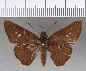  (Hesperiidae_gen sp. CF01 - CFCD00791)  @11 [ ] Copyright (2018) Center For Collection-Based Research Center For Collection-Based Research