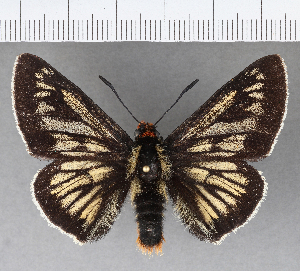  ( - CFCD00807)  @11 [ ] Copyright (2018) Center For Collection-Based Research Center For Collection-Based Research