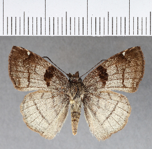  (Antigonus decens - CFCD00810)  @11 [ ] Copyright (2018) Center For Collection-Based Research Center For Collection-Based Research