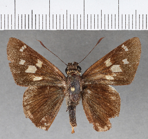  (Vacerra hermesia cecropterus - CFCD00850)  @11 [ ] Copyright (2018) Center For Collection-Based Research Center For Collection-Based Research