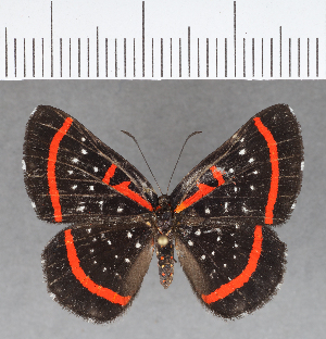  (Amarynthis sp. CF_F1 - CFCD00863)  @11 [ ] Copyright (2018) Center For Collection-Based Research Center For Collection-Based Research