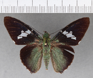  ( - CFCD00879)  @11 [ ] Copyright (2018) Center For Collection-Based Research Center For Collection-Based Research