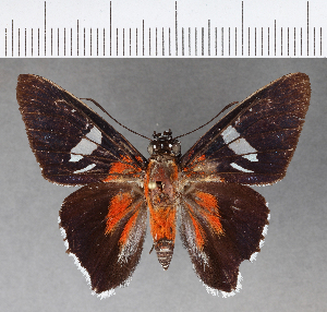  ( - CFCD00915)  @11 [ ] Copyright (2018) Center For Collection-Based Research Center For Collection-Based Research