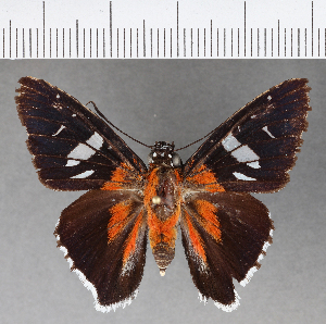  ( - CFCD00917)  @11 [ ] Copyright (2018) Center For Collection-Based Research Center For Collection-Based Research