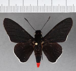  (Mysoria sejanus sejanus - CFCD00951)  @13 [ ] Copyright (2018) Center For Collection-Based Research Center For Collection-Based Research