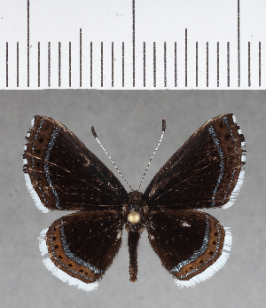  ( - CFCD00961)  @11 [ ] Copyright (2018) Center For Collection-Based Research Center For Collection-Based Research