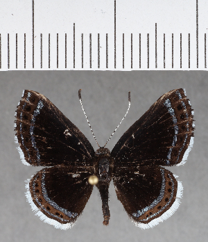  ( - CFCD00962)  @11 [ ] Copyright (2018) Center For Collection-Based Research Center For Collection-Based Research