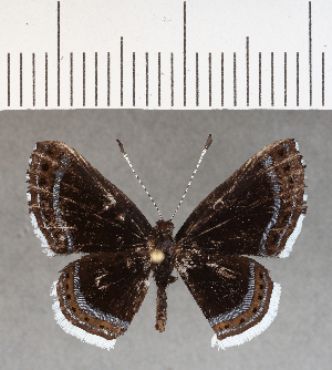  ( - CFCD00963)  @11 [ ] Copyright (2018) Center For Collection-Based Research Center For Collection-Based Research