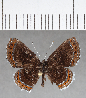  ( - CFCD00964)  @11 [ ] Copyright (2018) Center For Collection-Based Research Center For Collection-Based Research