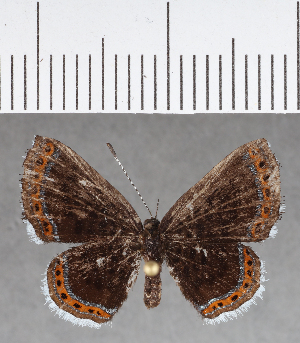  ( - CFCD00965)  @11 [ ] Copyright (2018) Center For Collection-Based Research Center For Collection-Based Research