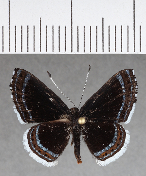  ( - CFCD00967)  @11 [ ] Copyright (2018) Center For Collection-Based Research Center For Collection-Based Research
