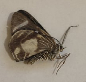  (Trocherateina - CEP-MZUJ4267)  @11 [ ] by-nc-sa (2022) MZUJ Jagiellonian University, Nature Education Centre