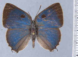  (Thereus aguacatal - HNHM-NEOLYC-A12)  @11 [ ] by-nc-sa (2025) Zsolt Balint Hungarian Natural History Museum