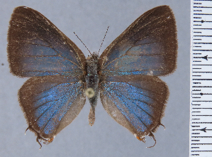  (Arzecla coelesta - HNHM-NEOLYC-B03)  @11 [ ] by-nc-sa (2025) Zsolt Balint Hungarian Natural History Museum