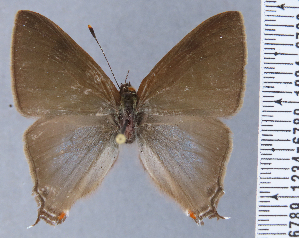  (Arzecla prieta - HNHM-NEOLYC-B04)  @11 [ ] by-nc-sa (2025) Zsolt Balint Hungarian Natural History Museum